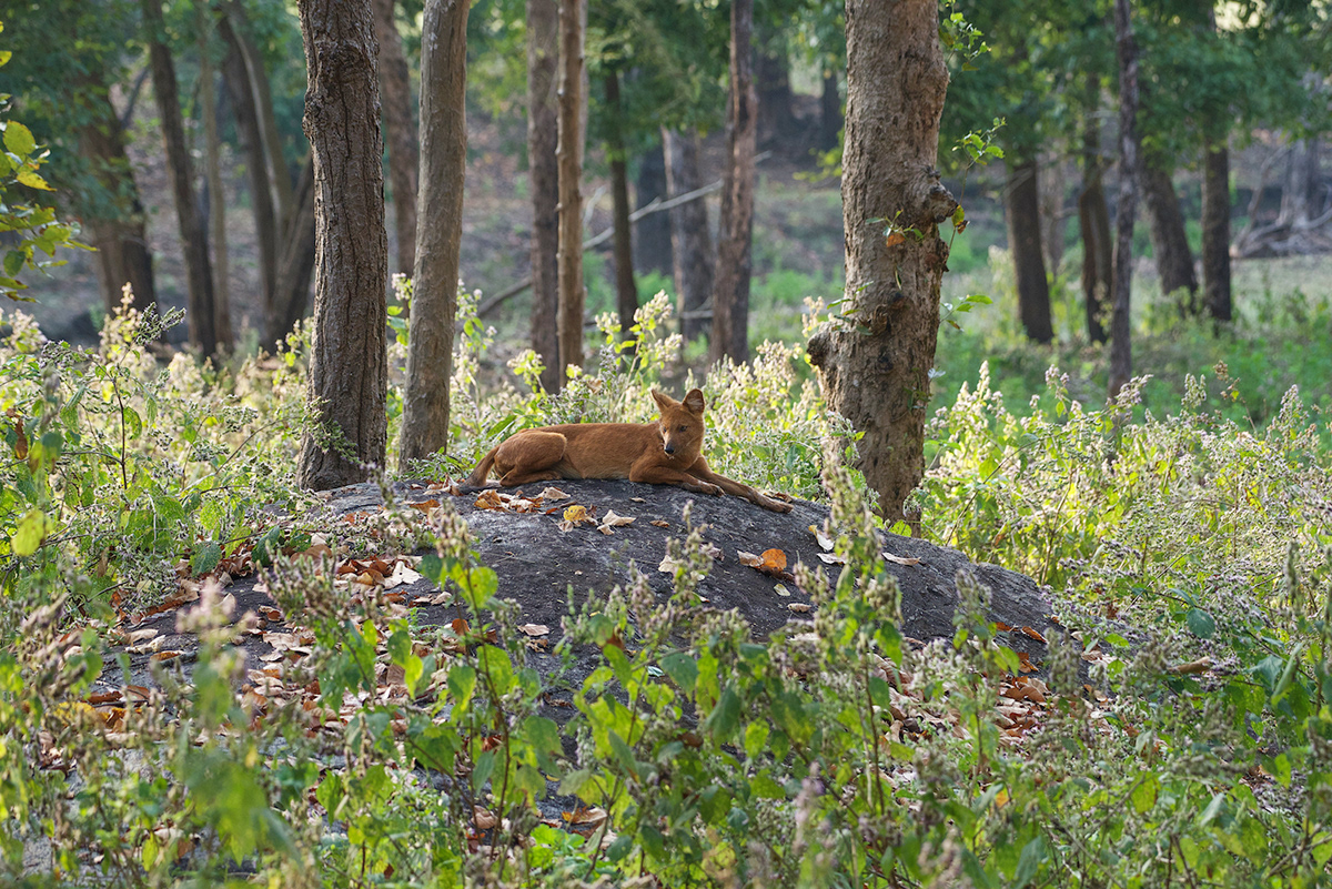 dhole Indian Wildlife jungle Kanha Nature India nature photography Travel wild animal wild dog Wildlife photography