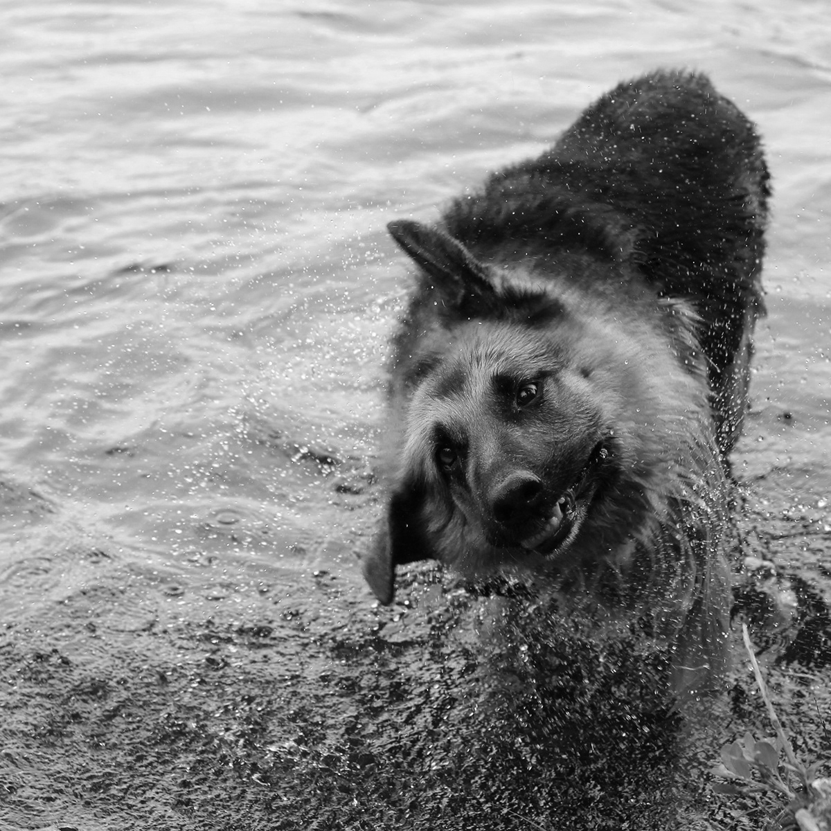 dog swimming shaking water