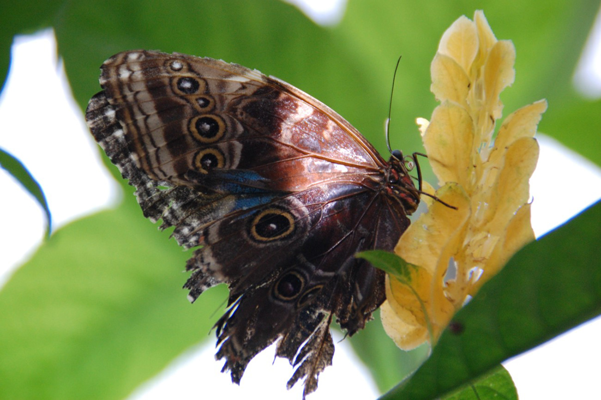 Mainau butterfly butterflies flower Flowers