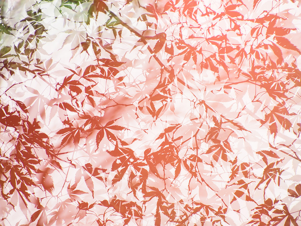 koyo japanese acer japanese maple leaves autumn colour hue Tree  abstract