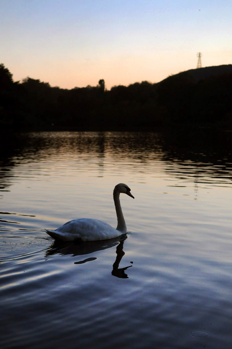 swan dobson agency creative swans lake water Evening Silhouette bird sunset Meatheringham photographer Freelance Scarborough yorkshire