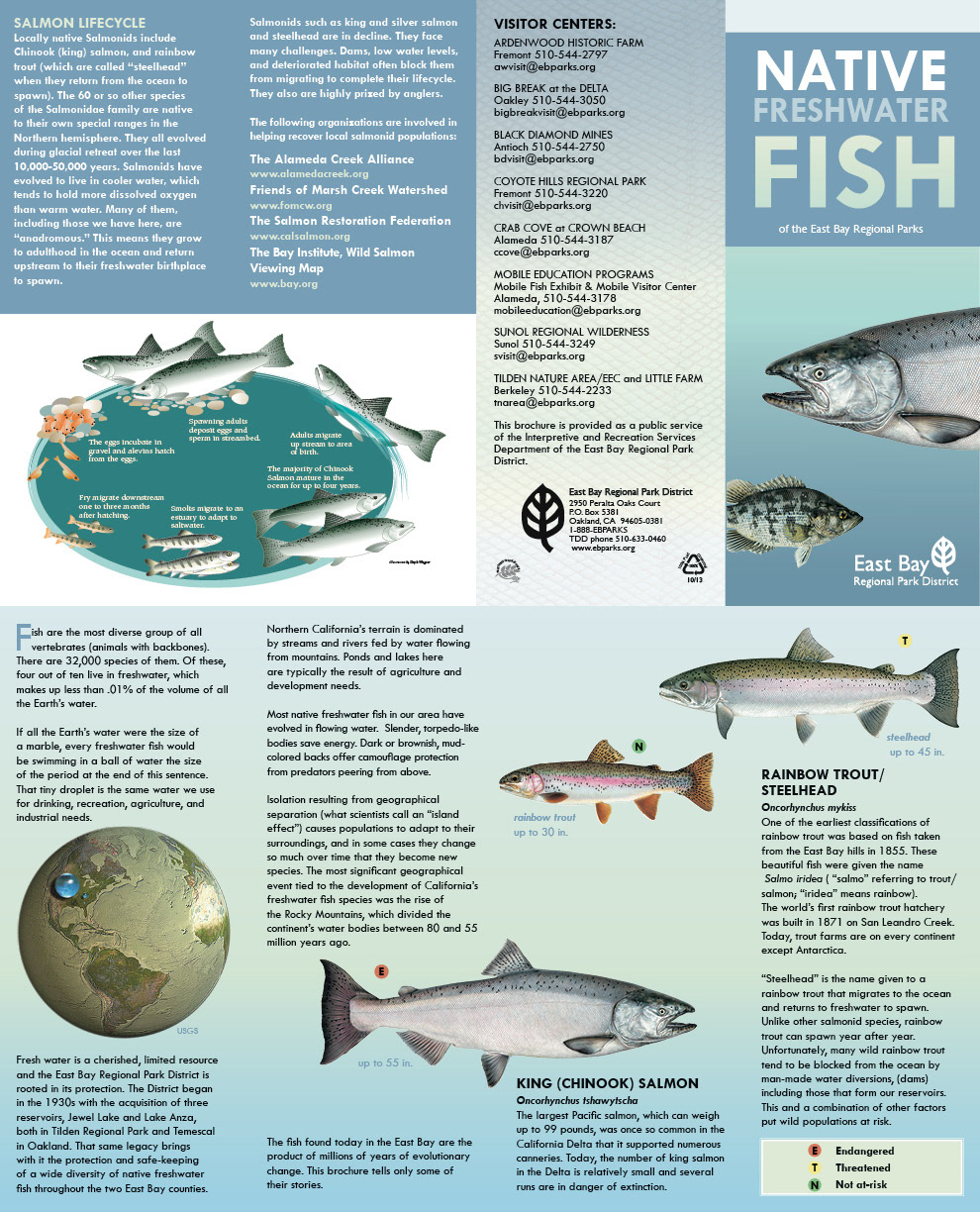 fish brochure