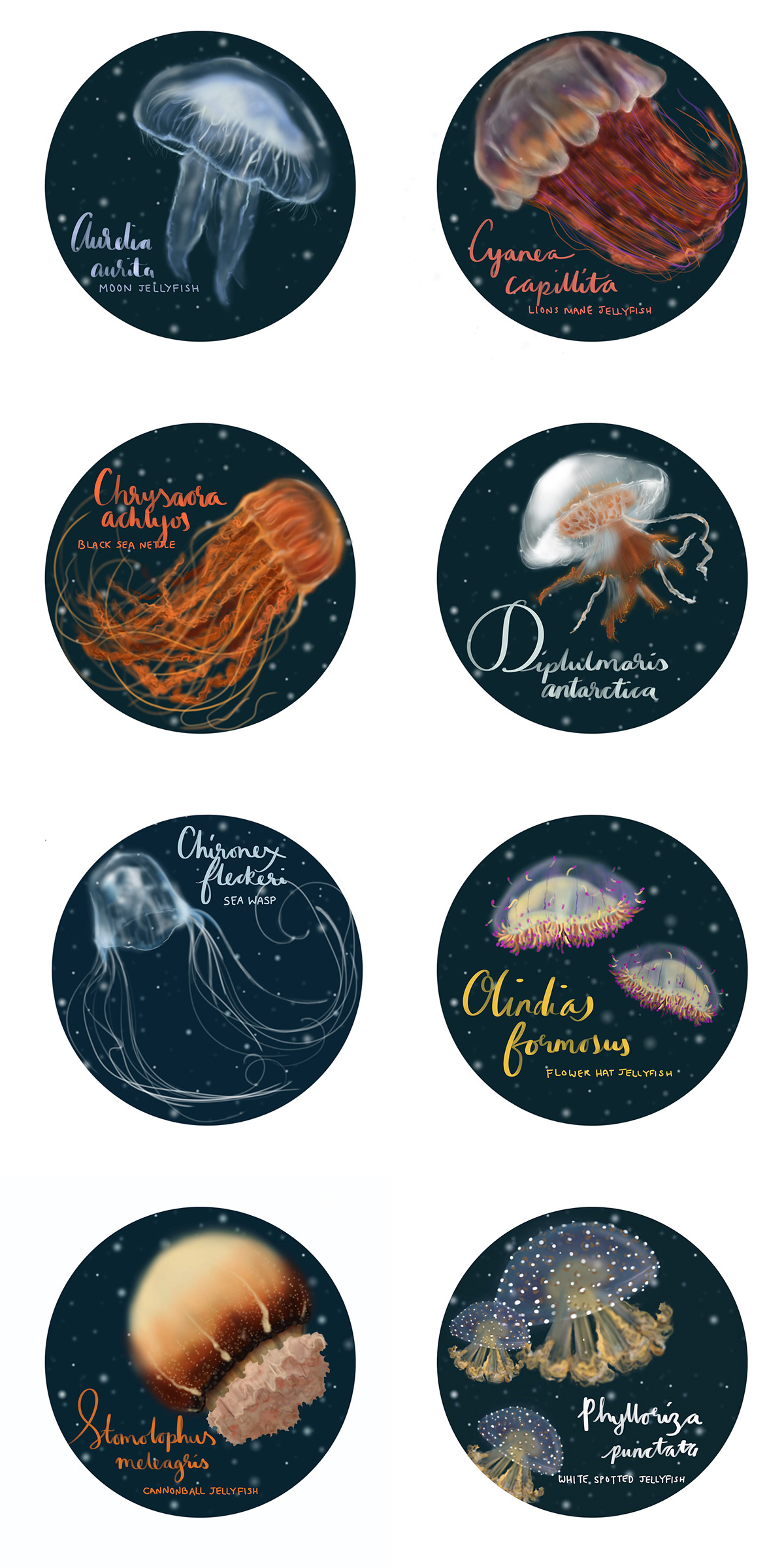 jellyfish series iPad Procreate digital digital painting wip