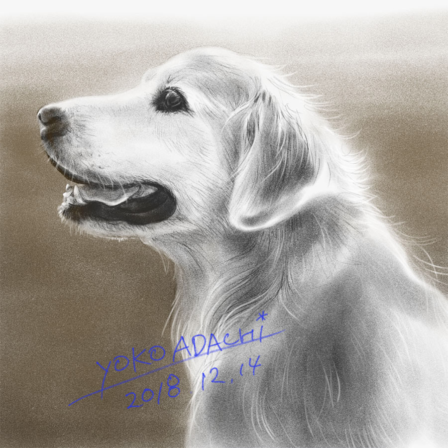 ILLUSTRATION  dogillustration GOLDENRETRIEVER Retriever dog doglover art イラスト ドッグイラスト Drawing 