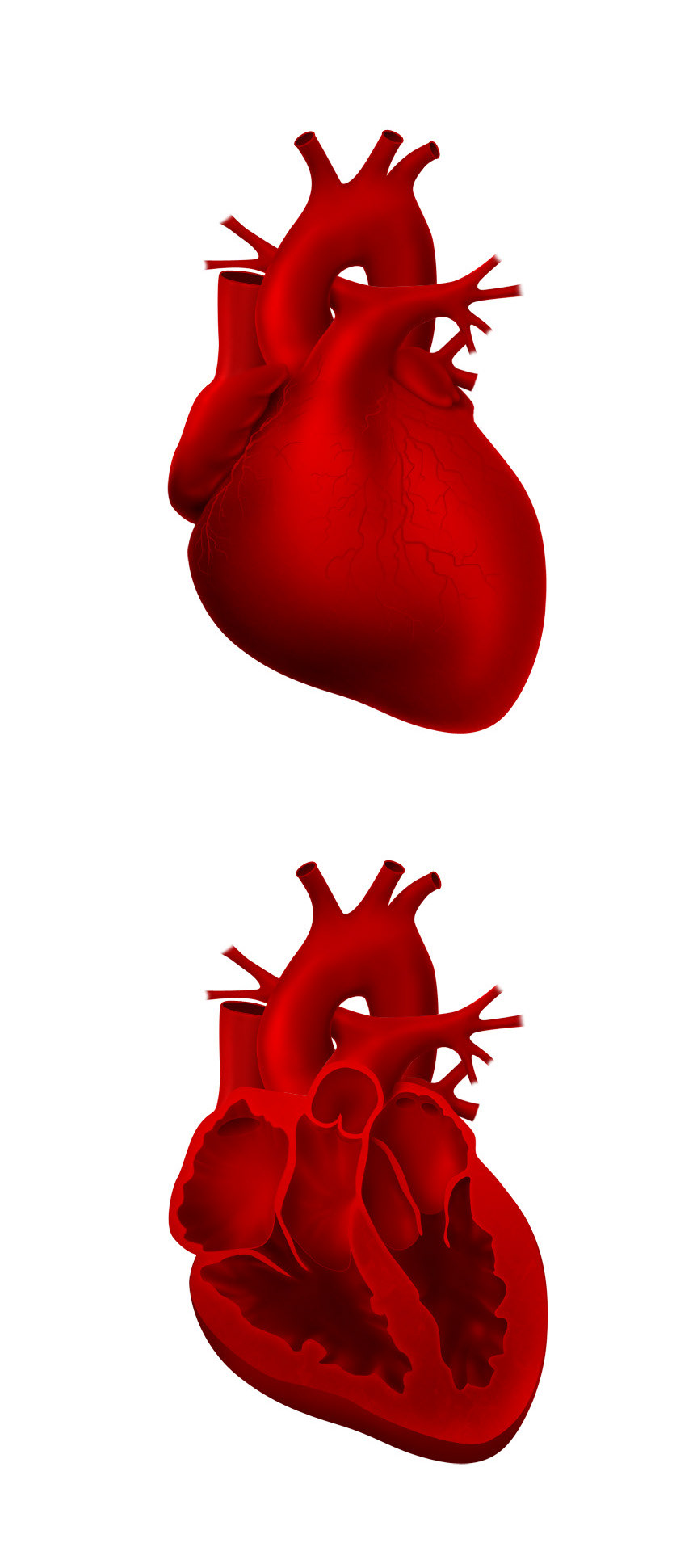 heart Human Body