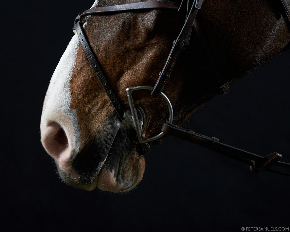 equine  equestrian  Photography  studio  peter samuels horse equestrian studio peter samuels san francisco  bay area