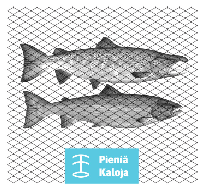 fish finland sea seafood OCEAN BLUE  fish sceleton can  tin can