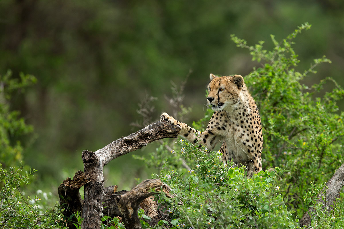wildlife Wildlife photography africa Tanzania hermis lion leopard cheetah cubs Nature adventure Travel