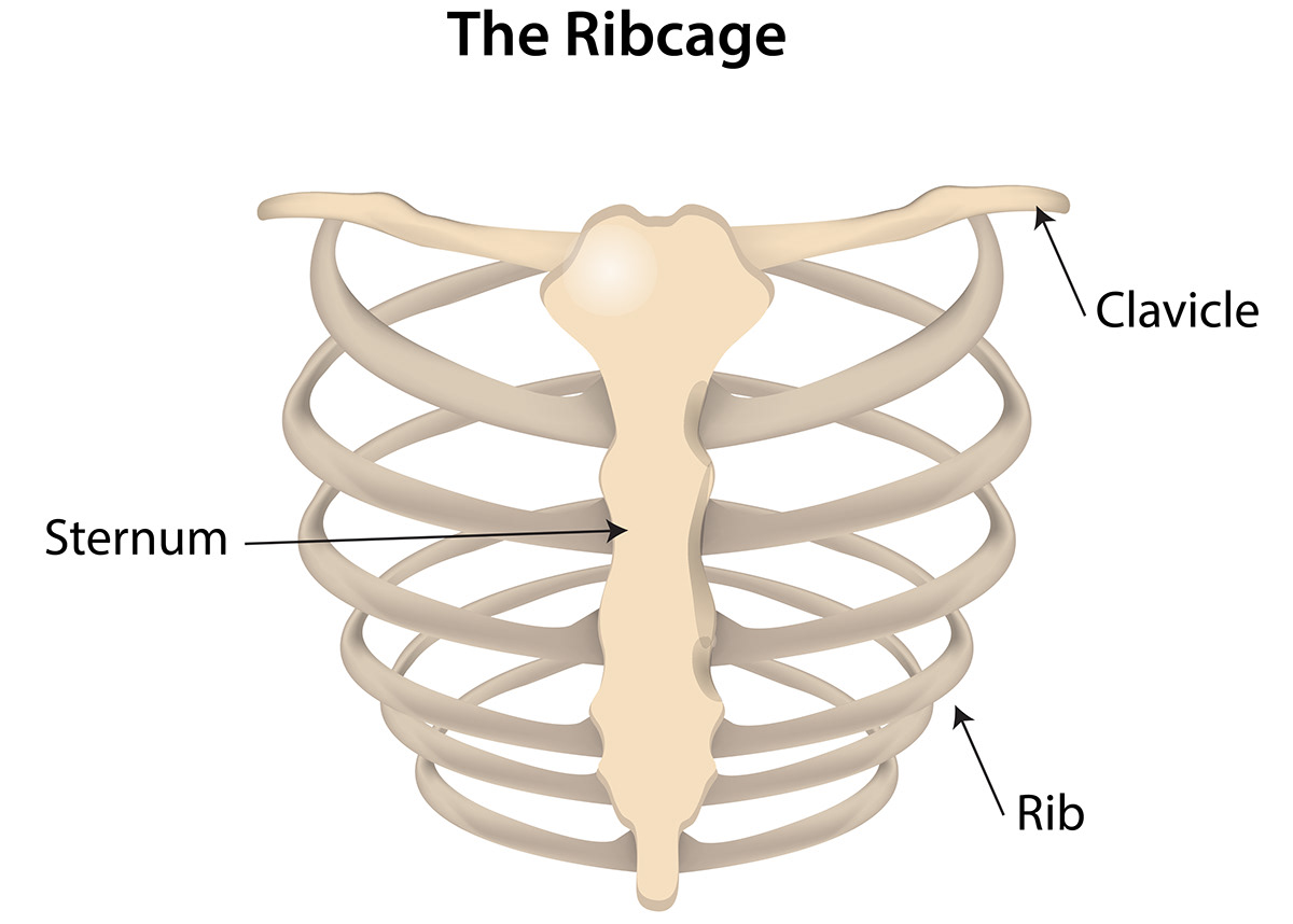 medicine ribs rib cage ribcage Health Disease arthritis