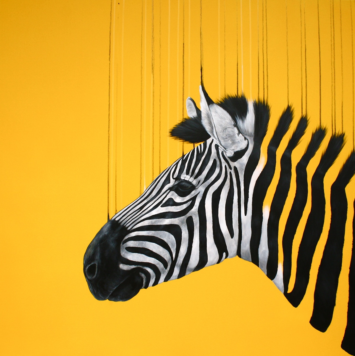 zebra horse stripes yellow animal Nature pop unravel drip