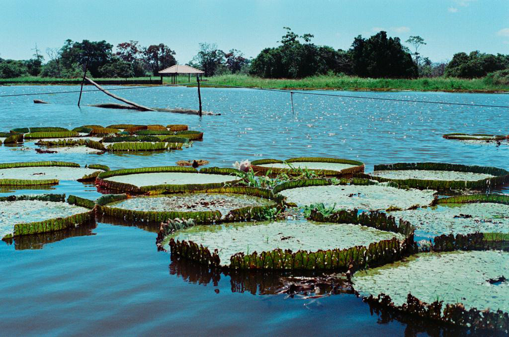35mm amazonia Brazil Film   film photography Landscape minolta Nature river water