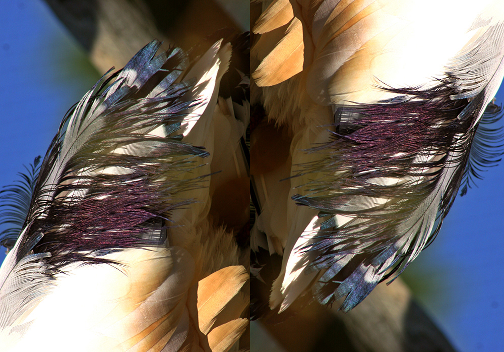 Mirrored image birds tail  feathers color