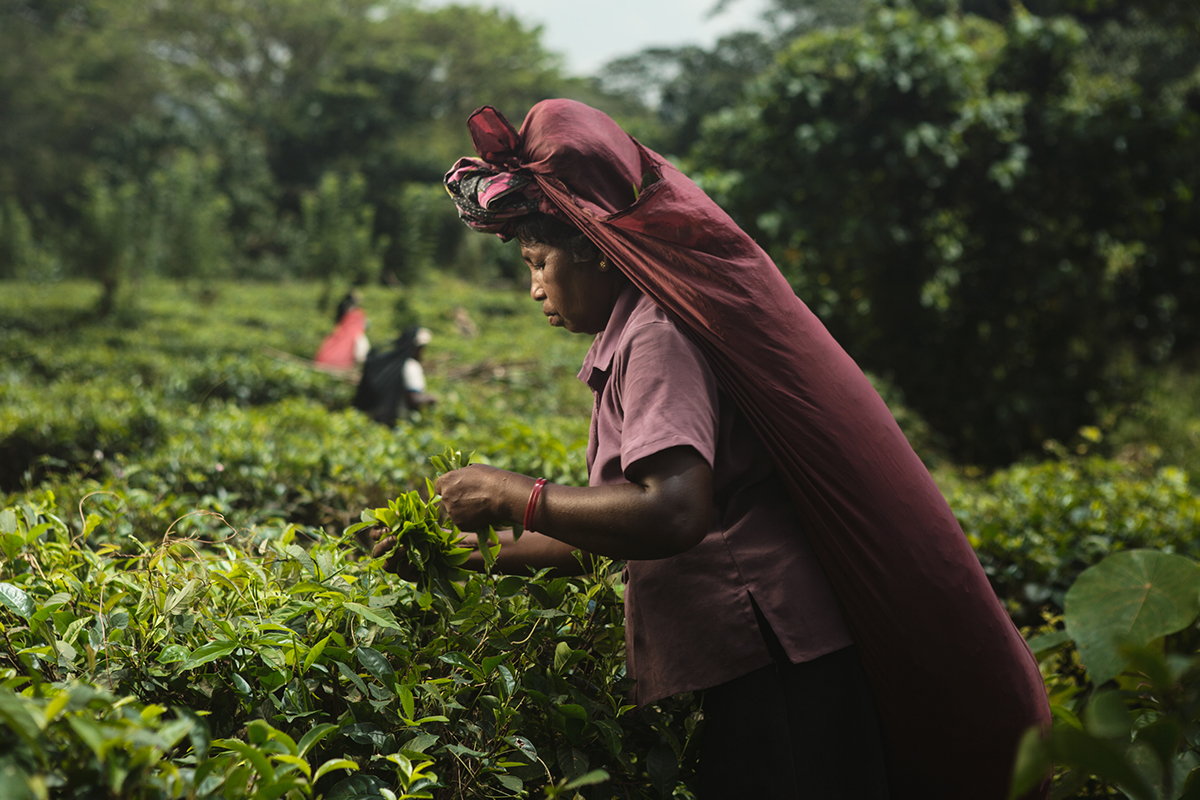 reportage Documentary  storytelling   portraits portrait strobist profoto Travel discovery Sri lanka tea Ceylon pluckers