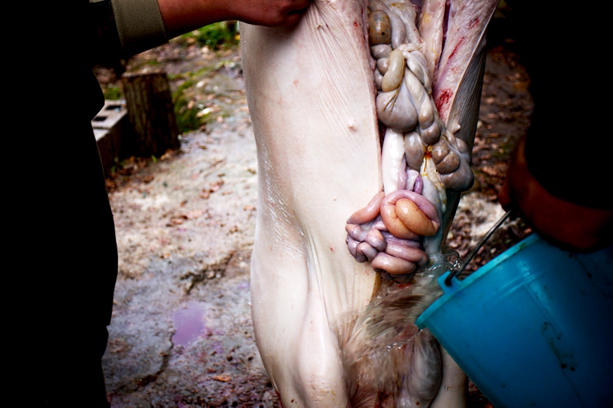 pig traditional slaughter maiale cilento tradition