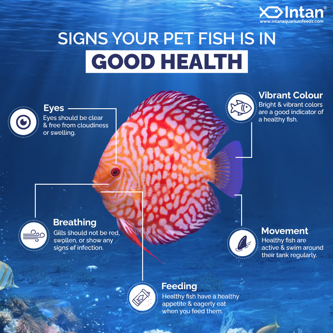 Pet Food Packaging pet food Packaging Mockup Brand Design Advertising  brand identity fish animals