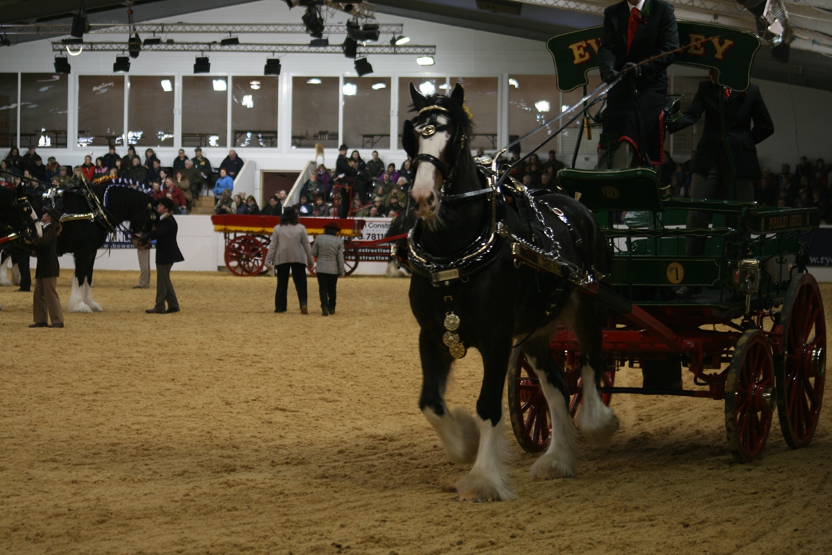Shire horse shire horse equestrian arena uk pony