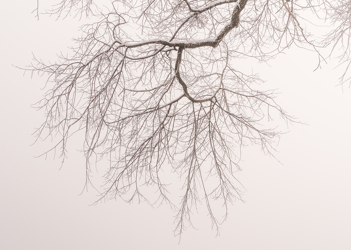 winter trees snow branches water ducks reed atmosphere Landscape fog