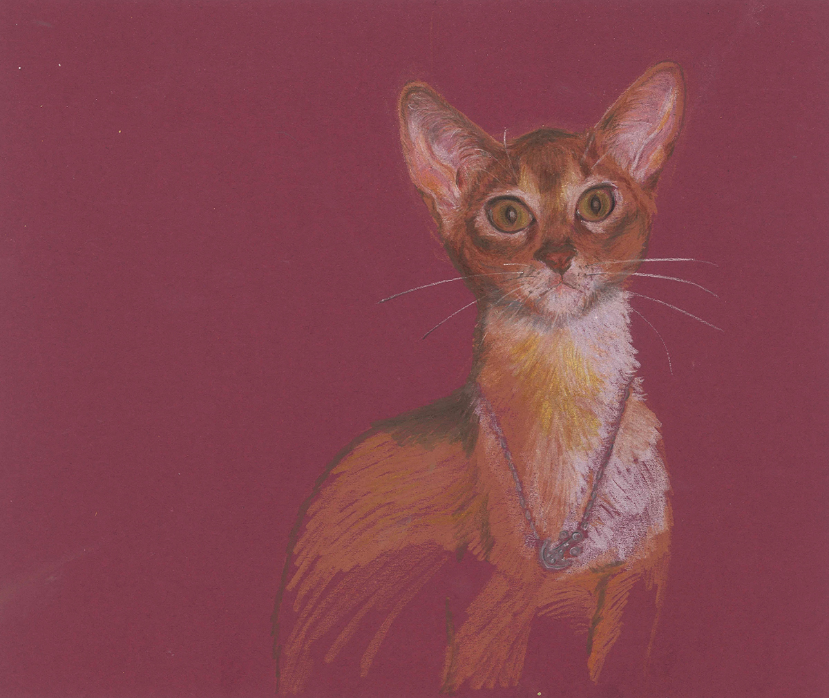 Cat  animal graphite  crayon gatto  Animali matite colorate