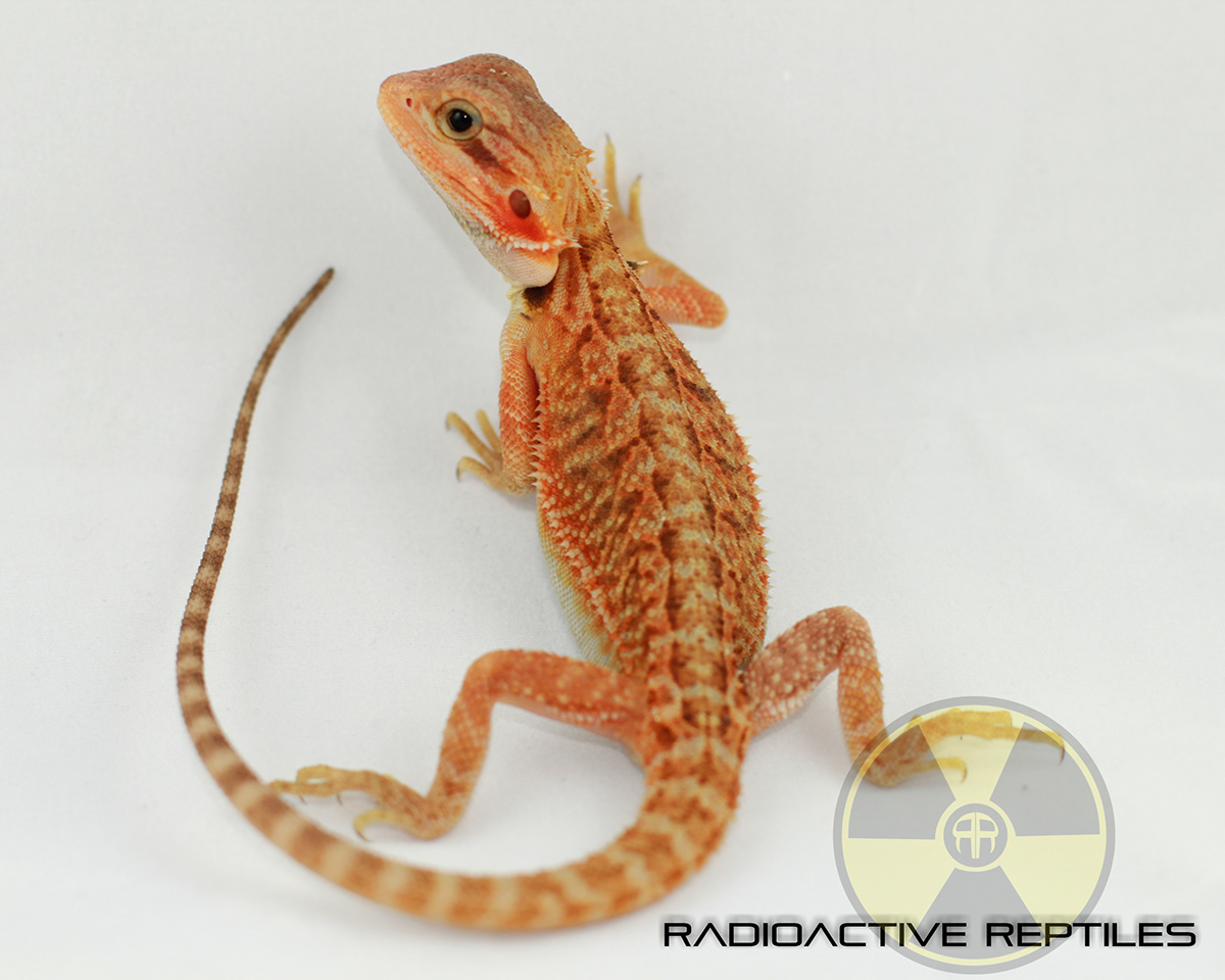 bearded dragon Dunner Trans Dragon Leopard Gecko SHTCT reptiles Product Photography