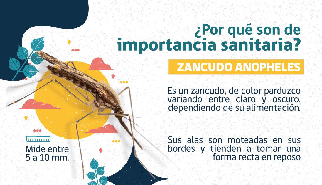 aedes aegypti dengue mosquito zika chikungunya virus ilustracion diseño card Tarjetas