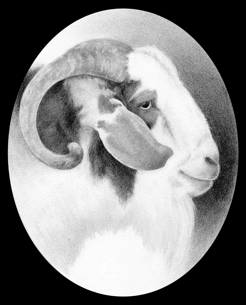 dog portrait goat graphite pet portriat