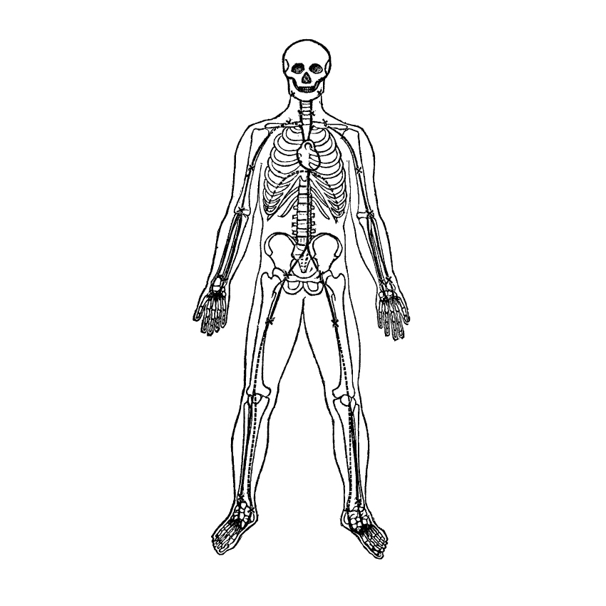 vector anatomy vintage medical diagrams human body organs skull skeleton bones heart hands feet lungs