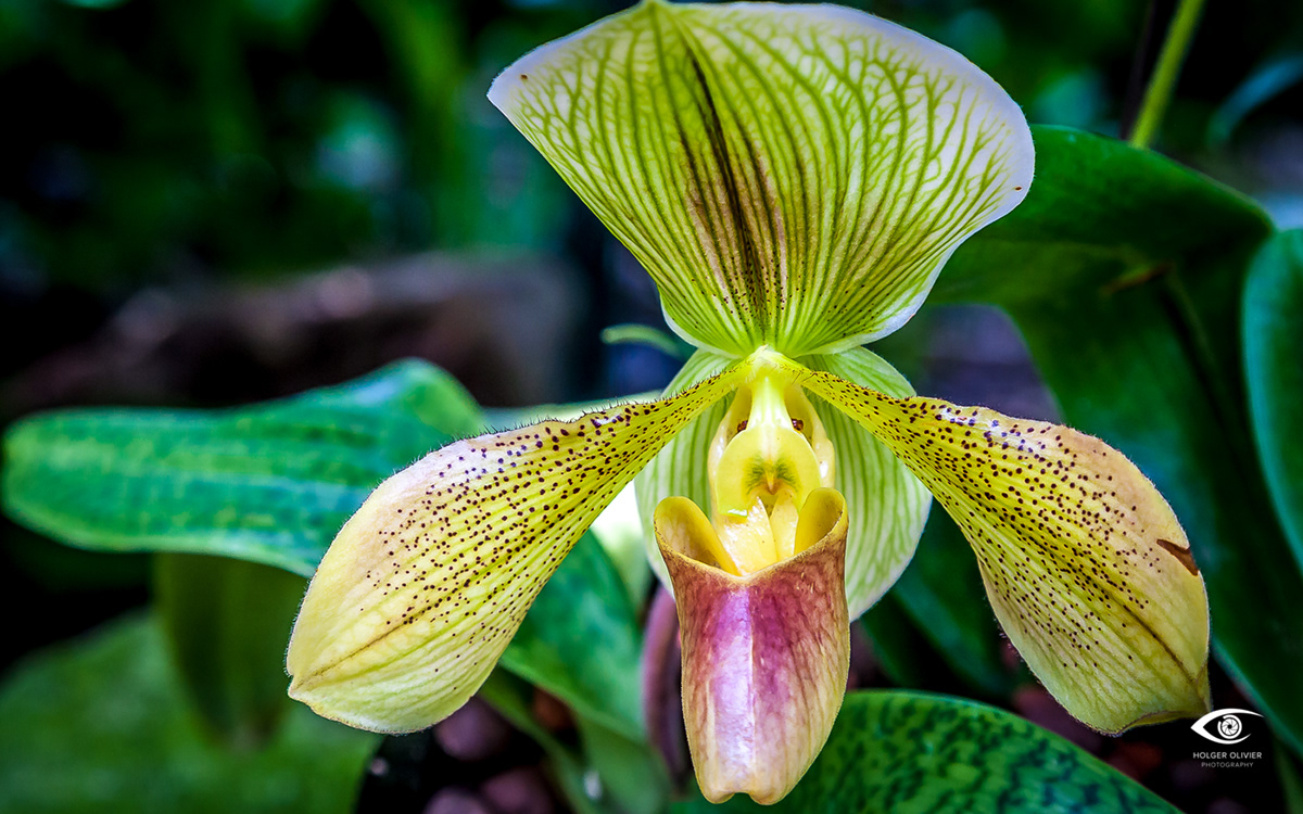 Orchidee | Botanischer Garten | Singapore | HolgerOlivier Photography