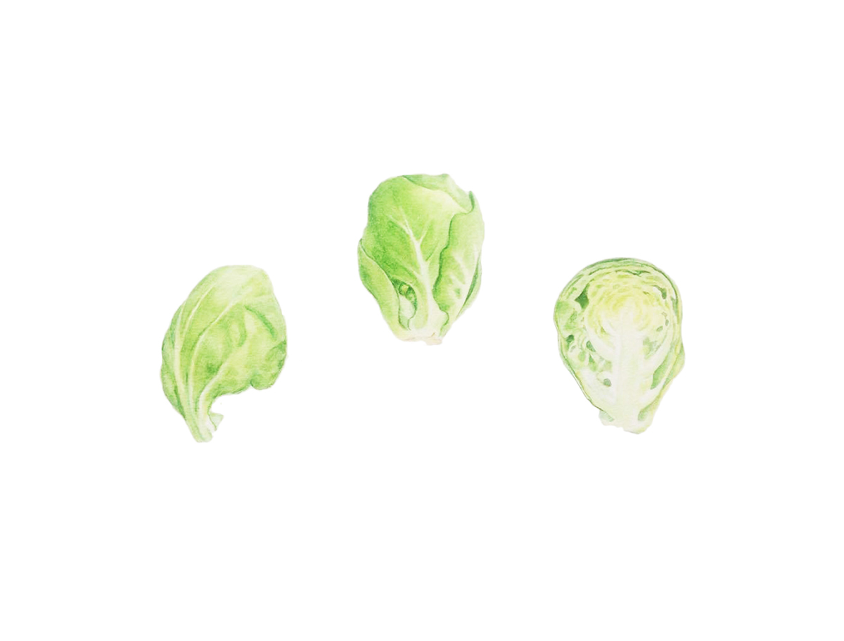 watercolor ILLUSTRATION  pencil watercolour cabbage Food  green Nature vegetable