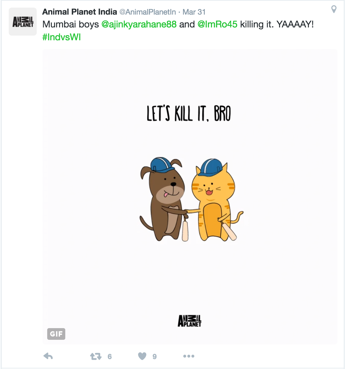 animals gif cute ILLUSTRATION  animated Cricket twitter campaign activity design