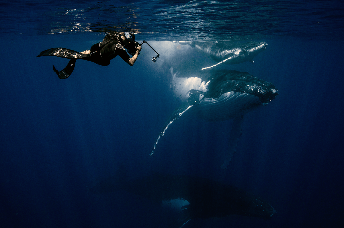  Tonga vava'u Humpback whale Ocean undertwater UNDERWATER  PHOTOGRAPHY zola studio zolachen 大翅鯨 陳玟樺
