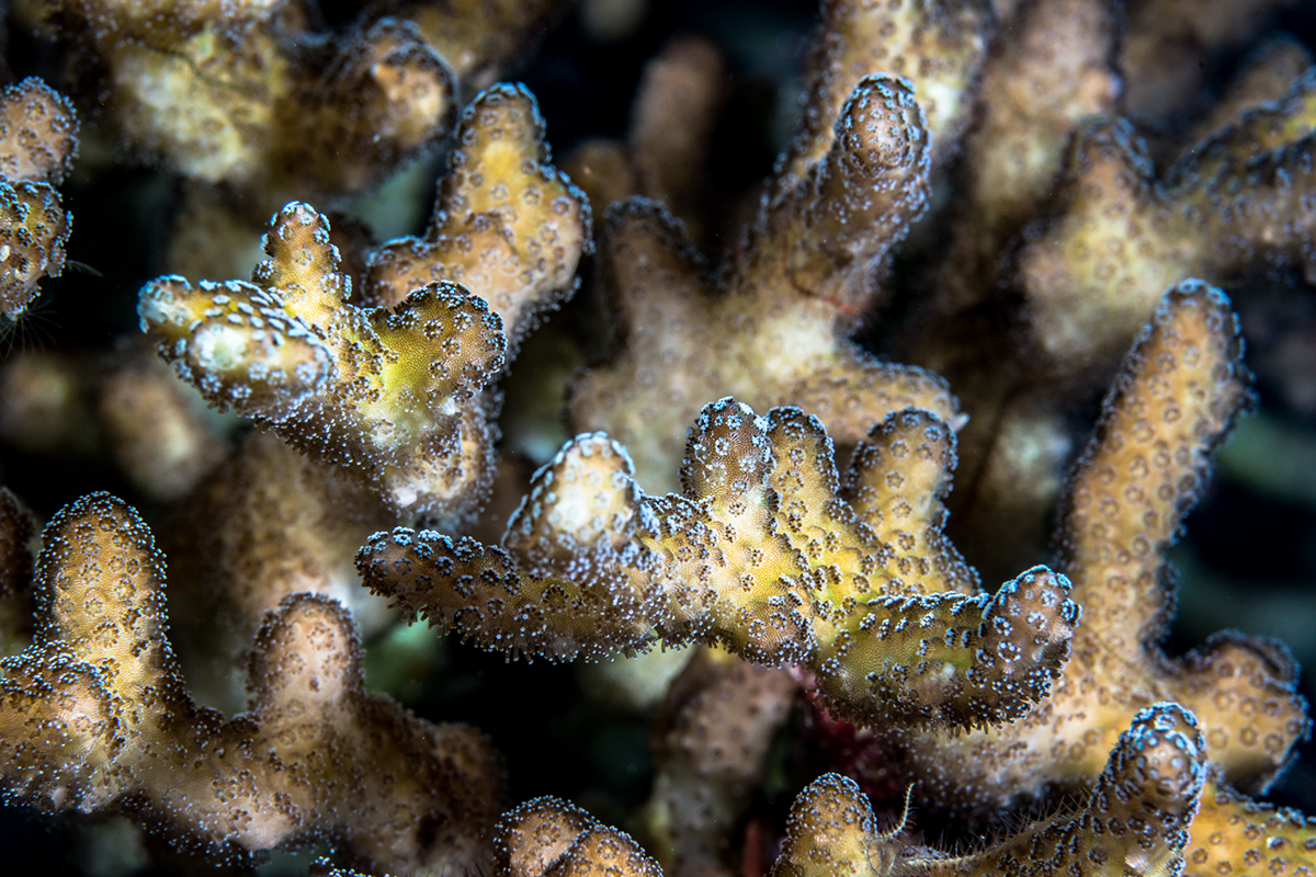 underwater diving pygmy seahorse indonesia Flores sea Ocean scuba underwaterphotography macro
