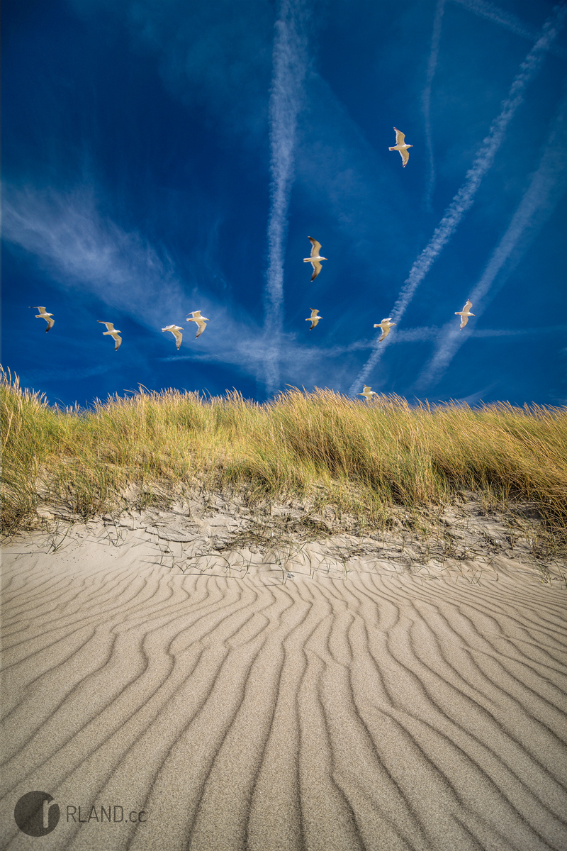 rland texel Netherlands Landscape dunes beach seagull birds sand grass