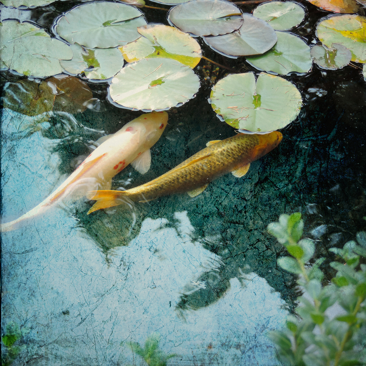 koi textured photos koi pond gold fish Sally Banfill