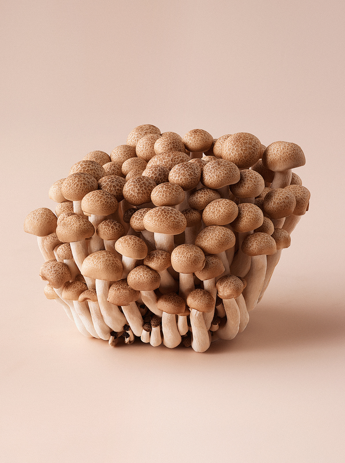 food photography funghi Macro Photography mushroom still life still life photography texture