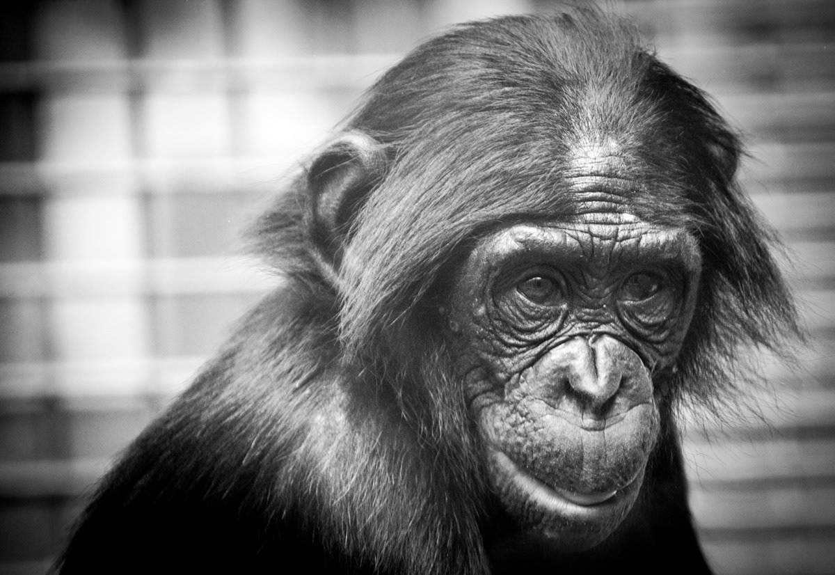 animals portraits color black and white wildlife apes Chimps