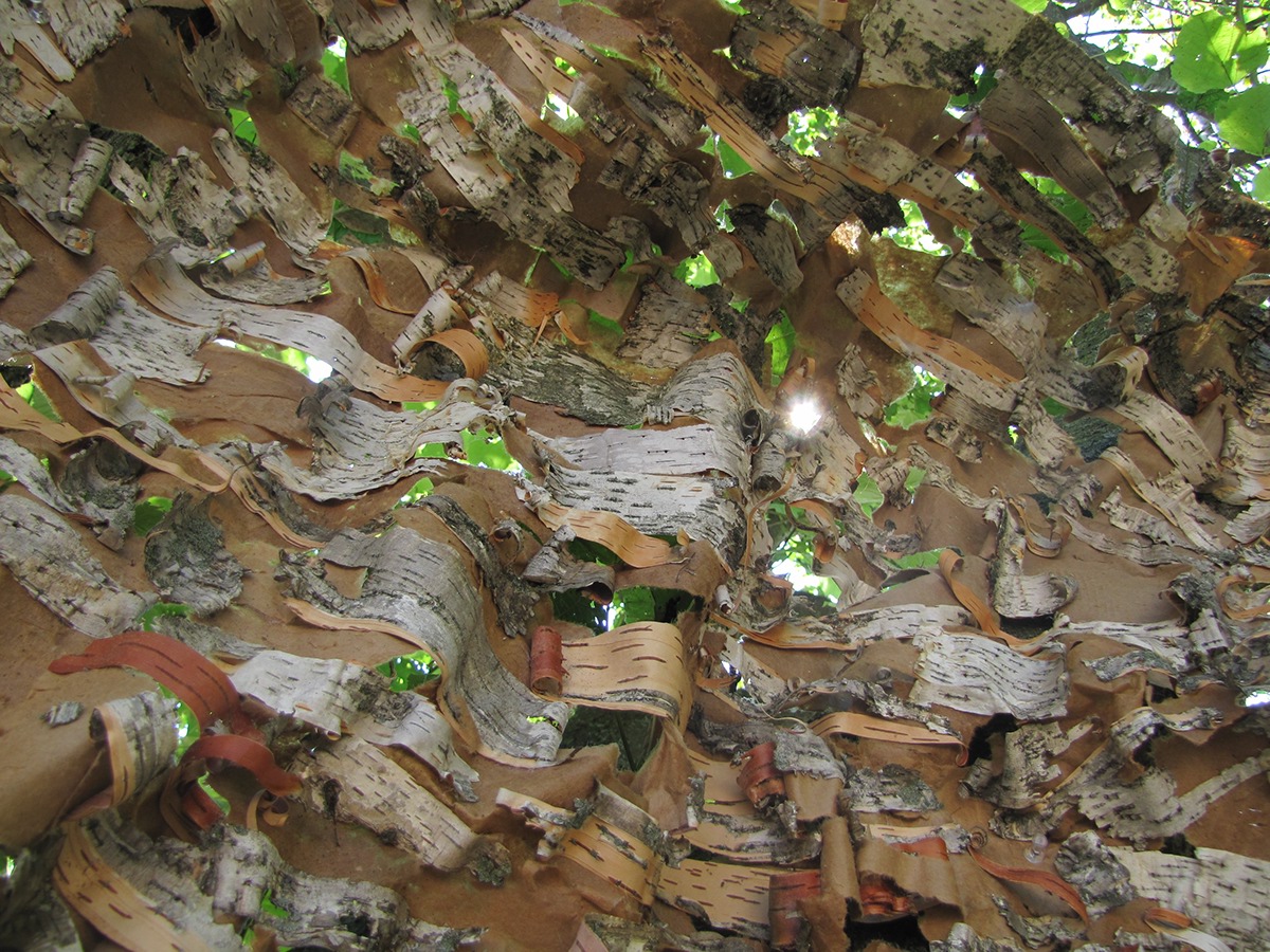 Earth Art tree bark cardboard light forest trees leaves canopy