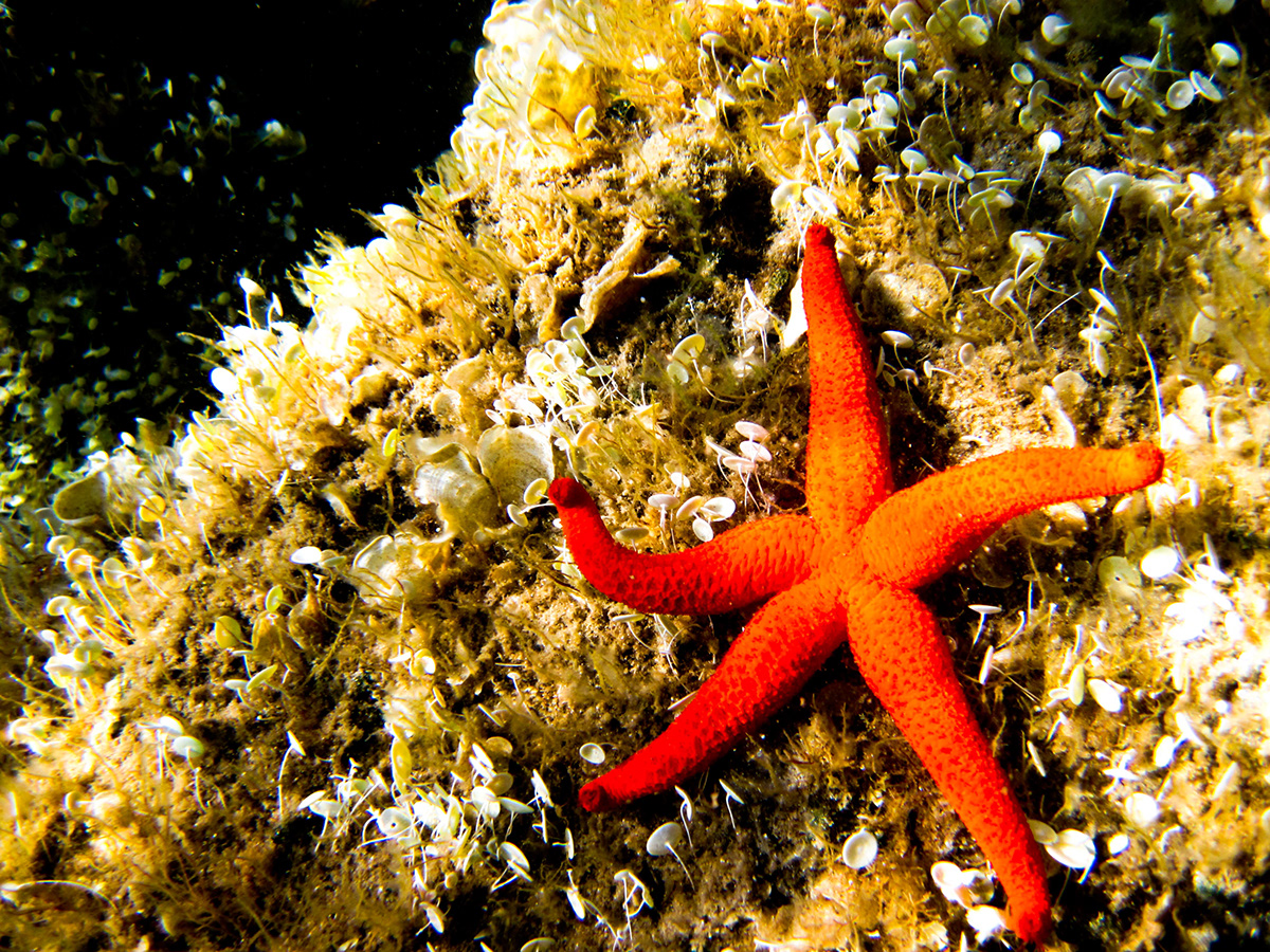 wildlife animals dragonfly octopus damselfly jellysifh starfish underwater Nature Grasshopper france corsica