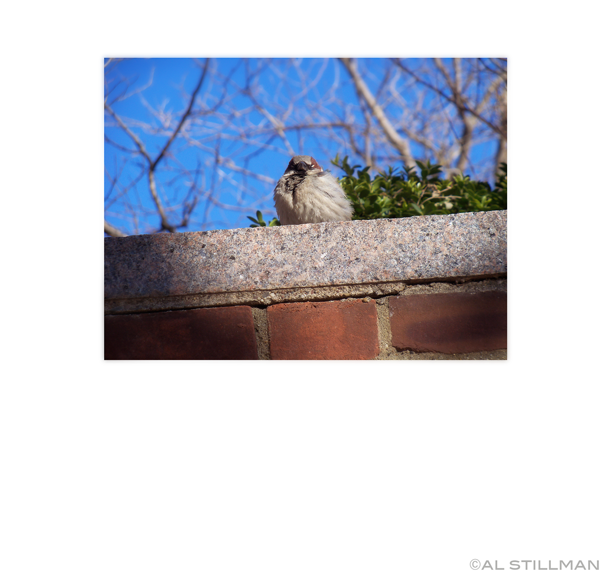 Nature brick wall bird alone above