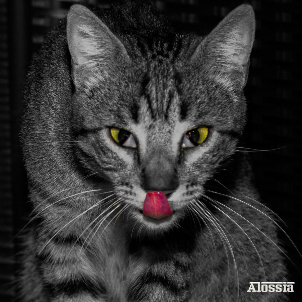 Alossia Alossia Photography Gato Cat Intruso atico