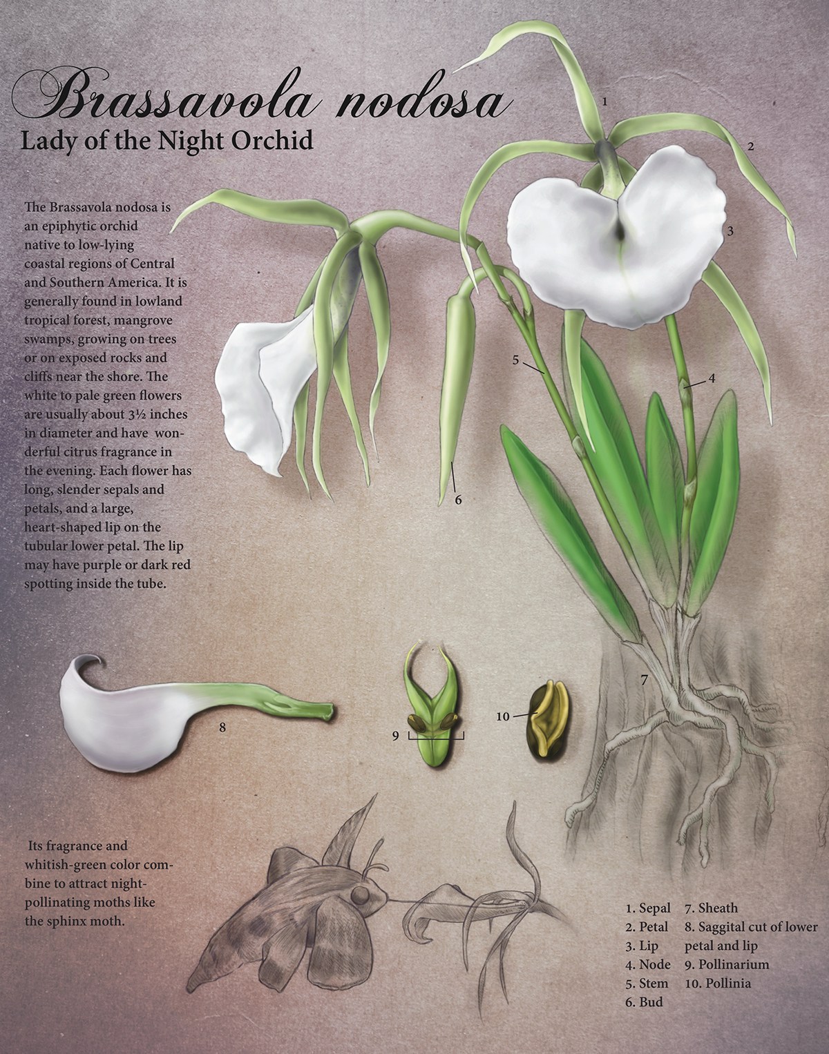 digital illustration scientific illustration botanical botanical illustration