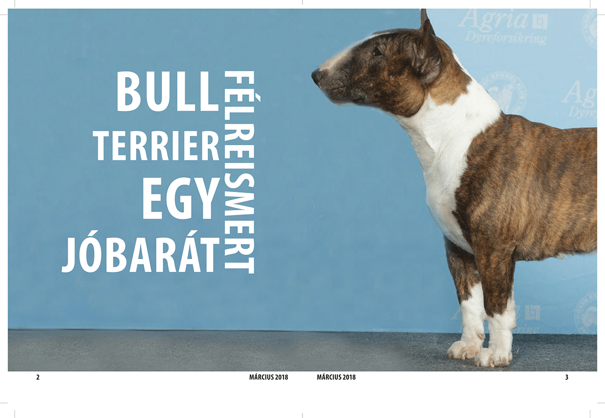 magazine dogs bullterrier Mockup Beliv