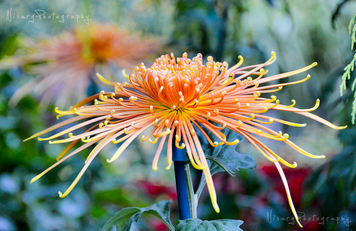 Flowers flower FINEART nisargphotography ahmedabadphotography India torontophotographer ontariophotographer torontolive colours