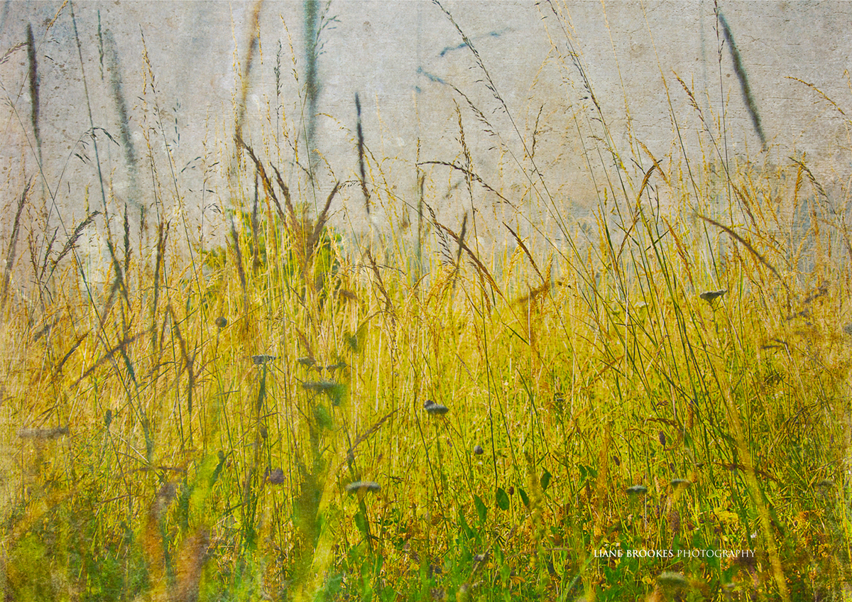 garfagnana Tuscany Italy field meadow mountains WILD FLOWERS texture