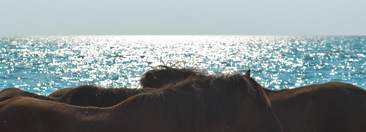 cow horse beach summer sand sea