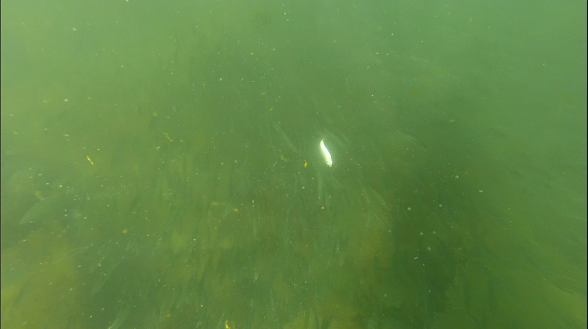 video underwater gopro