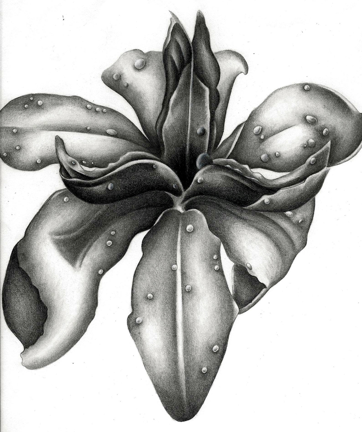 Nature sketch graphite Realism rain rain drop petal leaf flower flower drawing black and white pencil