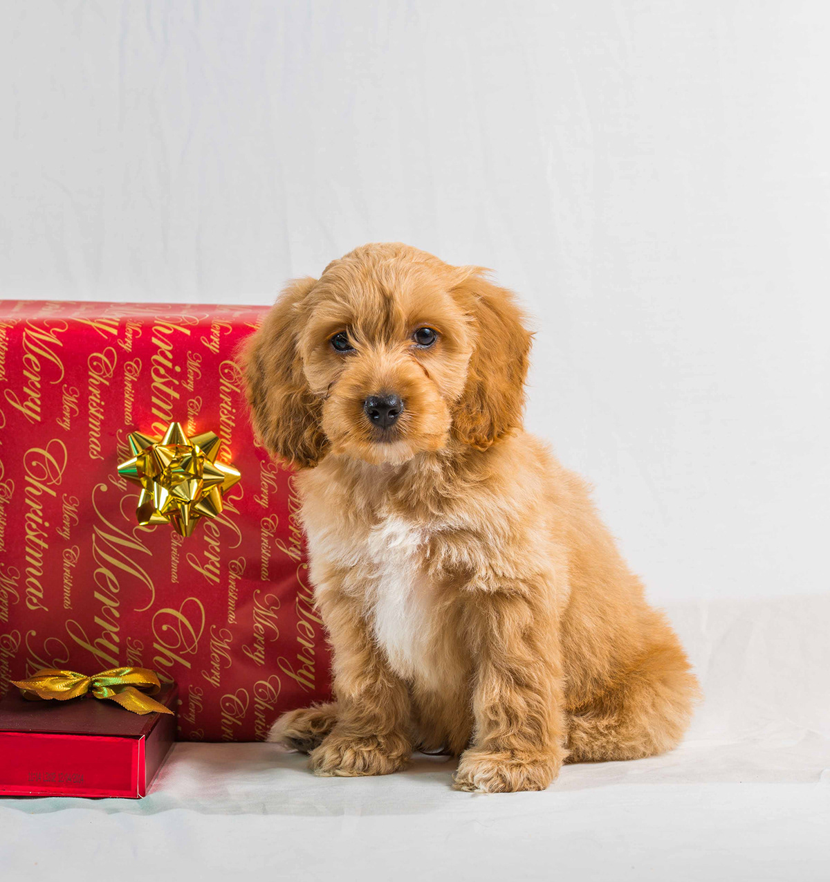 puppy Christmas great impressions cockerpoo cute puppy Presents Christmas presents