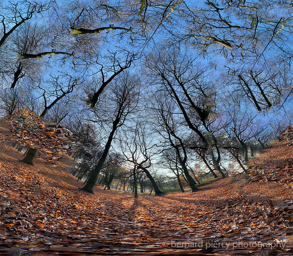 Composite panorama Park Photo Merge Photo Montage sunset Tree  trees woodland woods
