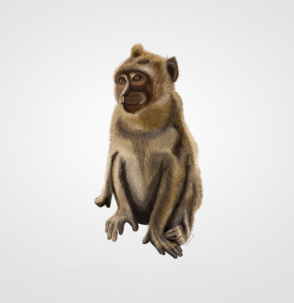 monkey animal Drawing  ILLUSTRATION  design Illustrator Procreate Adobe Photoshop wacom ipad pro