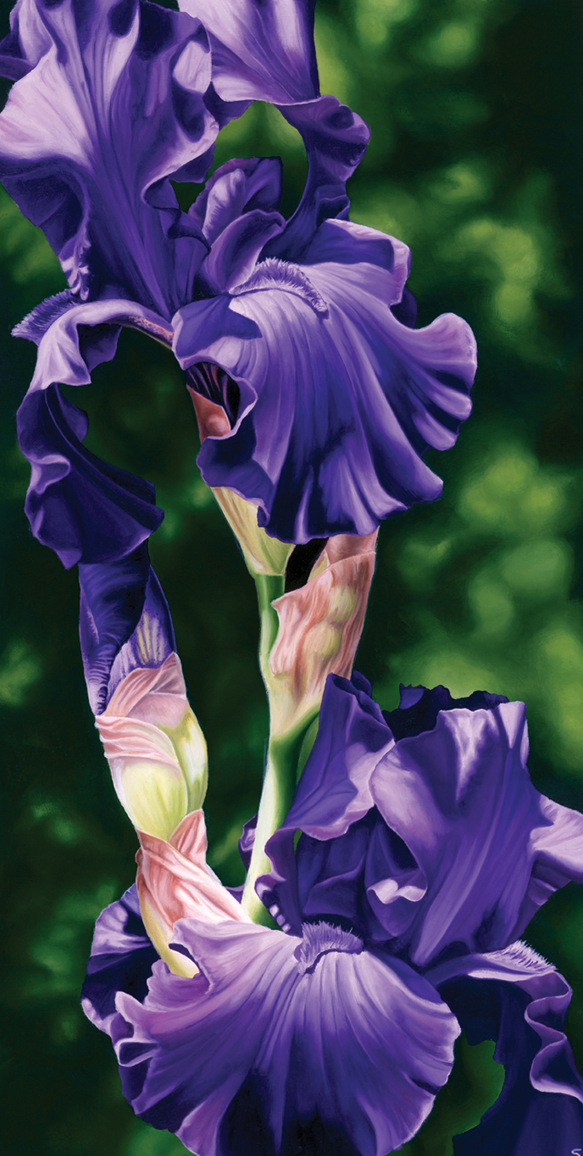 oil paint iris purple Nature Flowers